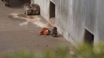 Punch, a young Japanese macaque at Ichikawa City Zoo, became viral for carrying his orangutan plush Oran-mama. His journey from abandonment to acceptance inspired millions. (Image: X)