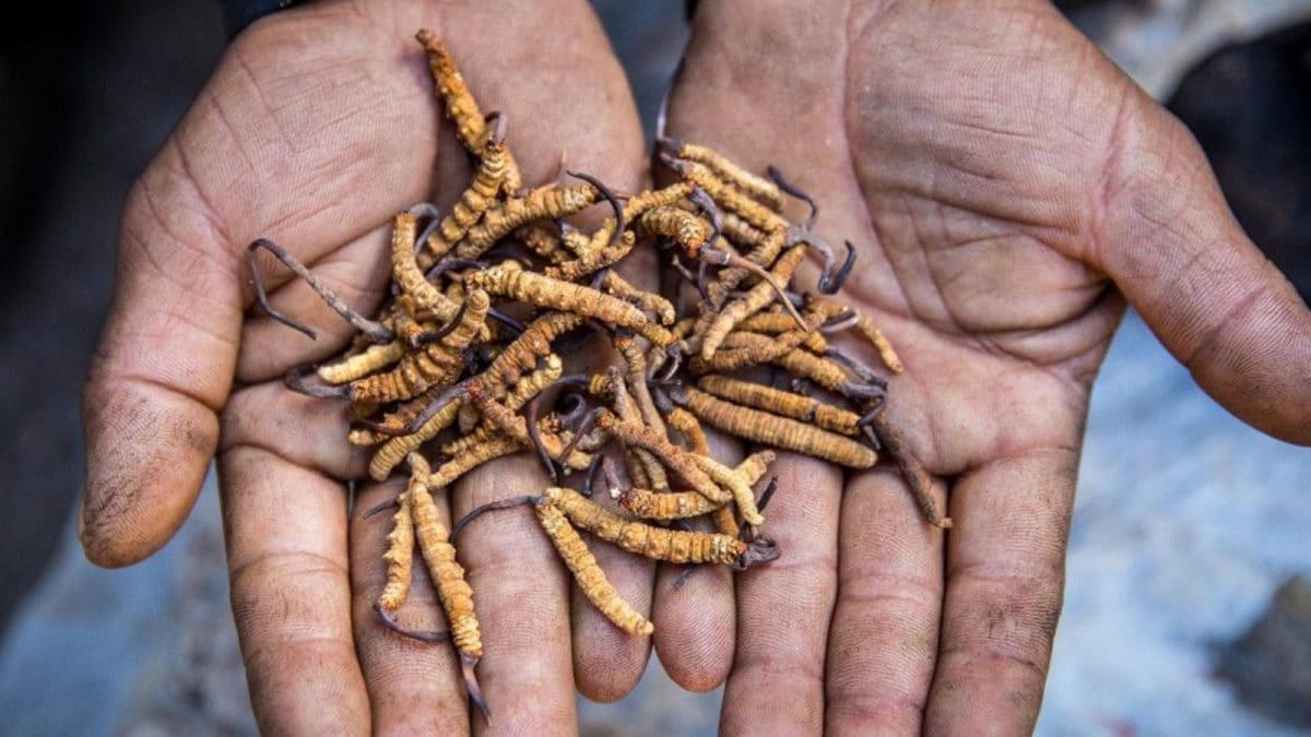 At Rs 15 Lakh Per Kg, This Rare Fungus Outprices Silver By Miles
