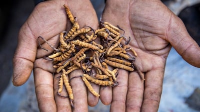 Its status as “biological gold” has made it one of the most expensive natural substances in the world. Image: X