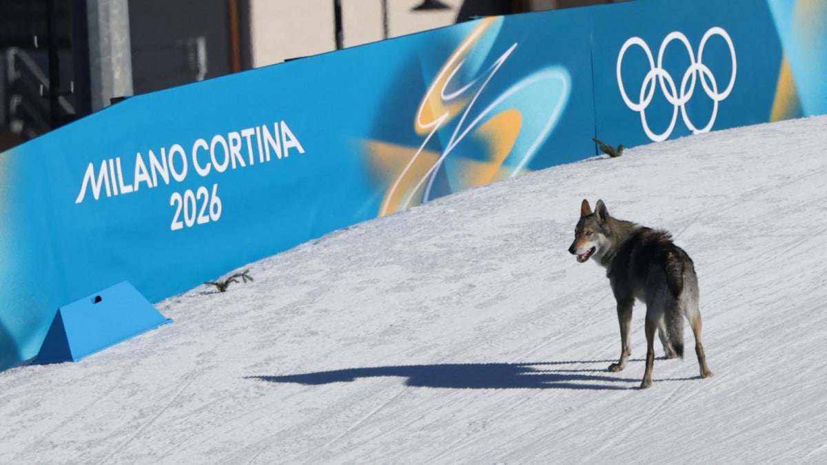 Dog Gatecrashes Winter Olympics Race, Crosses Finish Line Alongside Skiers | Watch