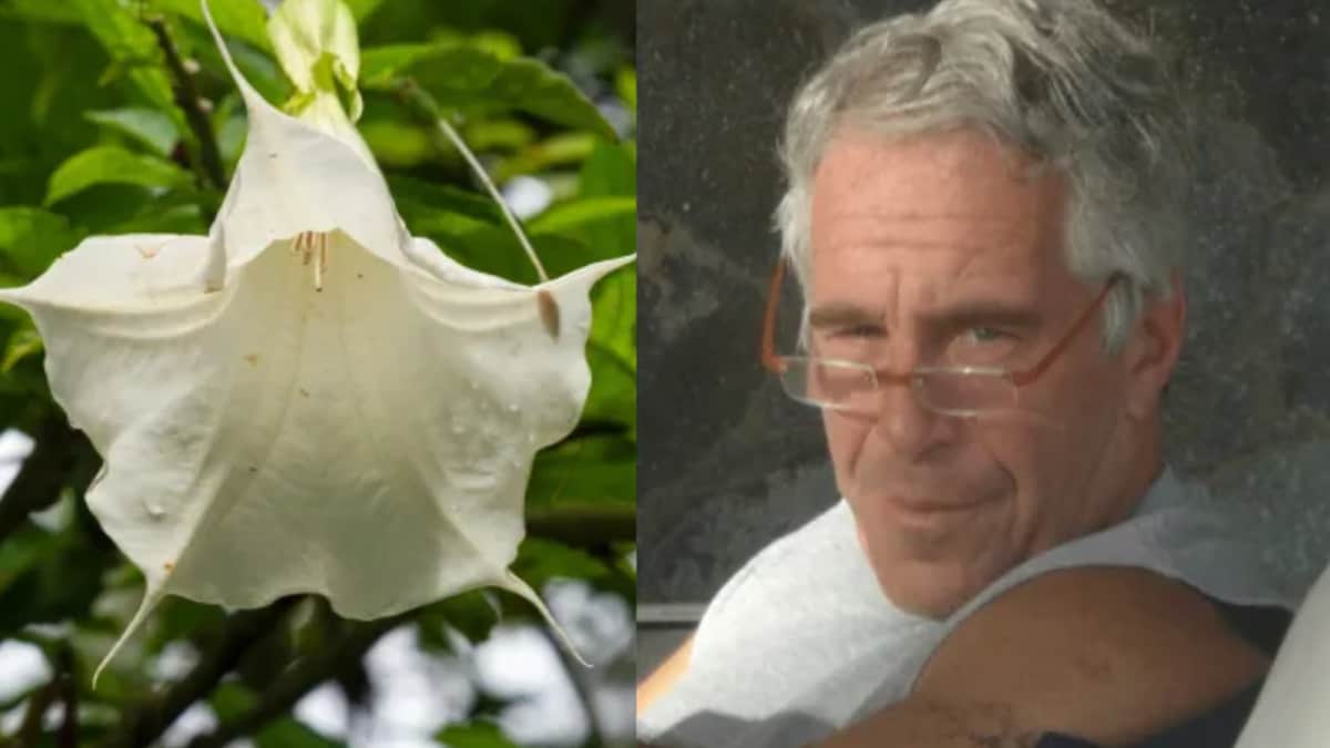 What Is ‘Zombie Flower’? Trumpet Plant Linked To Mind-Control Drug In Epstein Files