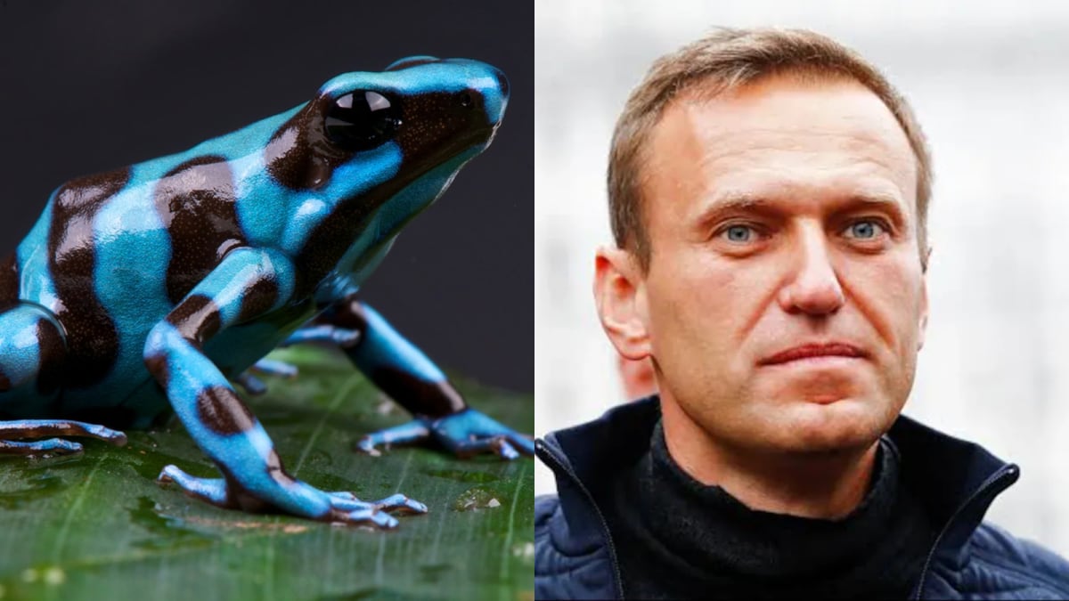 Alexei Navalny Suspected To Be Poisoned By Russia With Dart Frog Toxin: What Is It?