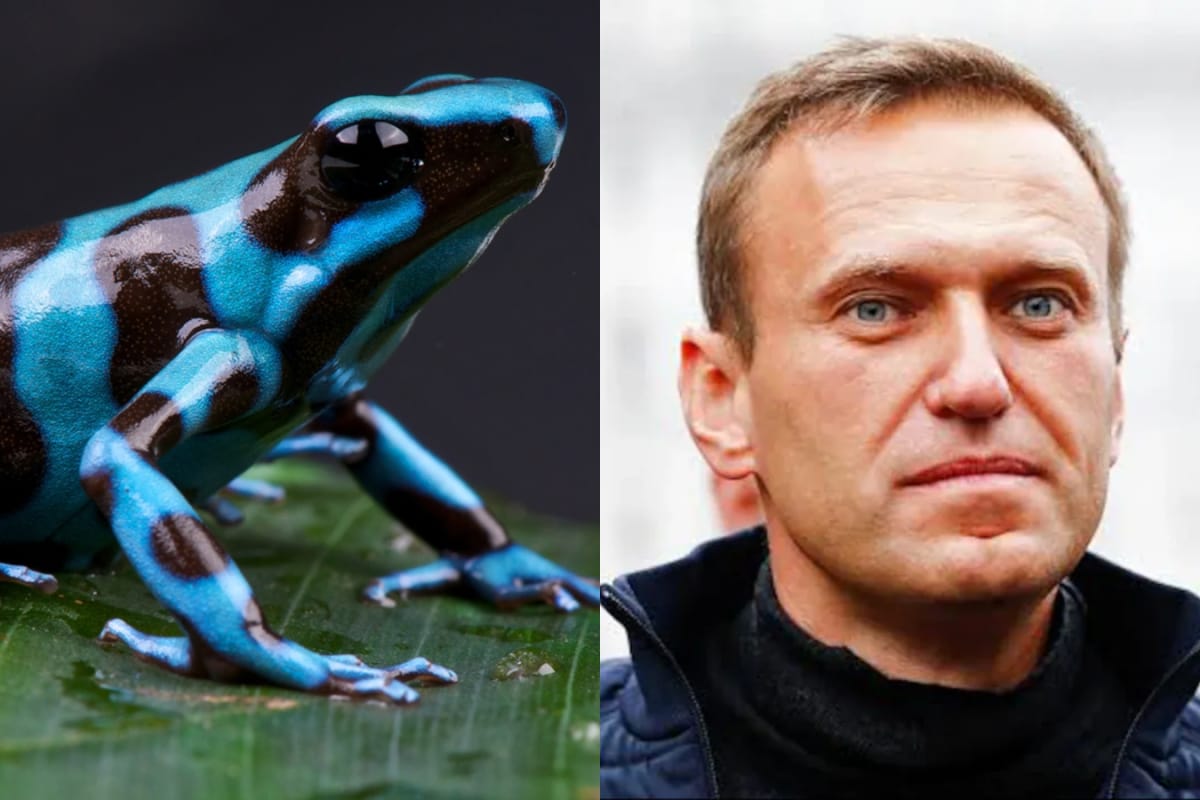 Alexei Navalny Suspected To Be Poisoned By Russia With Dart Frog Toxin: What Is It?