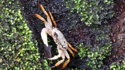 The crab is found only in evergreen forests or grasslands associated with naturally formed laterite boulders that date back millions of years. Image Credit: Gopal Naik, KFD