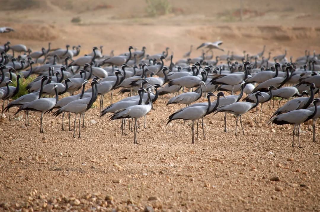 Khichan: The small village of Khichan becomes a surreal spectacle as thousands of migratory Demoiselle Cranes arrive from Siberia. The villagers have a centuries-old tradition of feeding these birds, creating a unique and heartwarming wildlife encounter in the desert.
