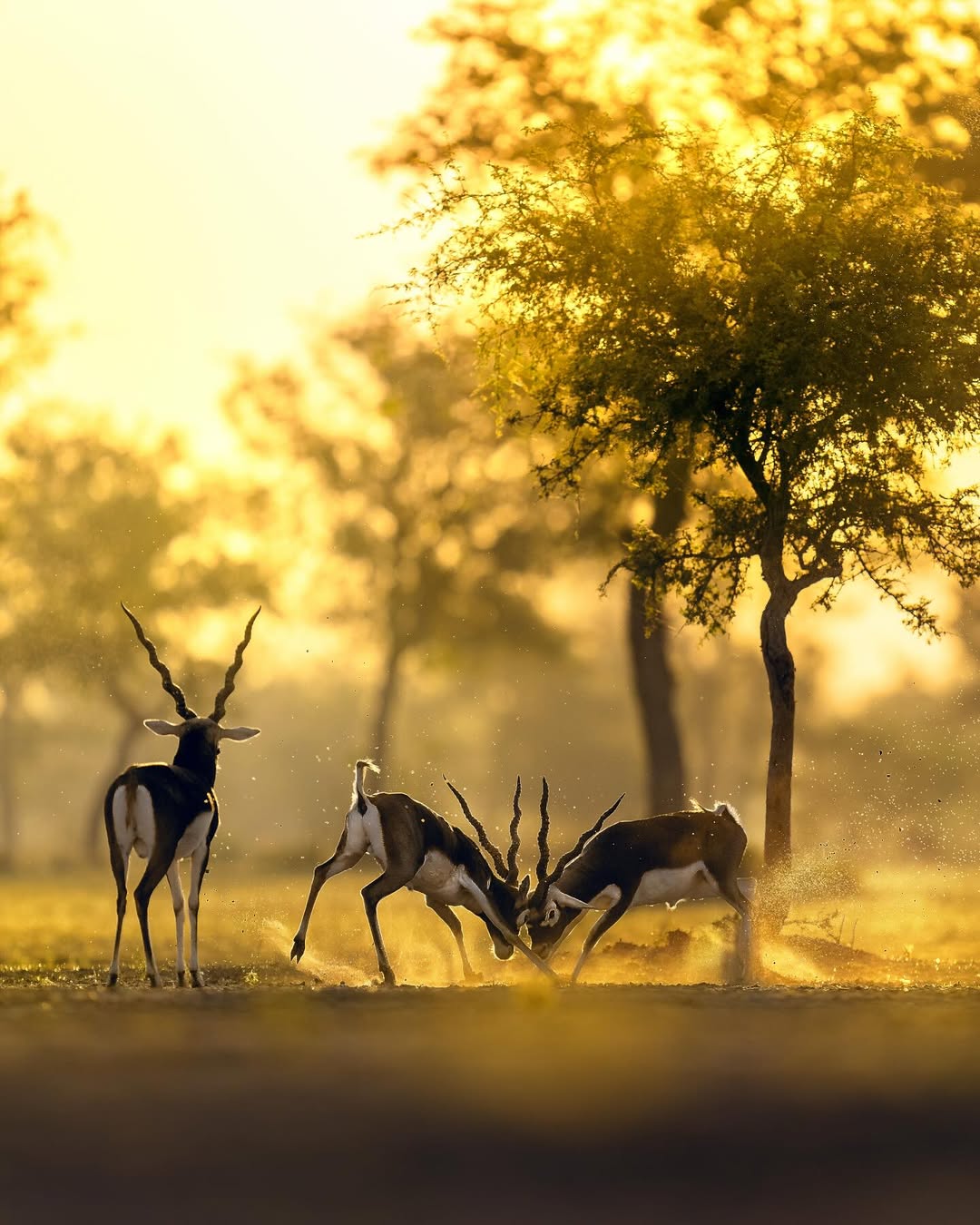Tal Chhapar: A paradise for nature photographers, this flat savanna-style sanctuary in Churu houses thousands of elegant blackbucks. February is peak birdwatching season here, where you can spot rare migratory raptors, harriers, and imperial eagles across the golden, wind-swept desert grasslands.