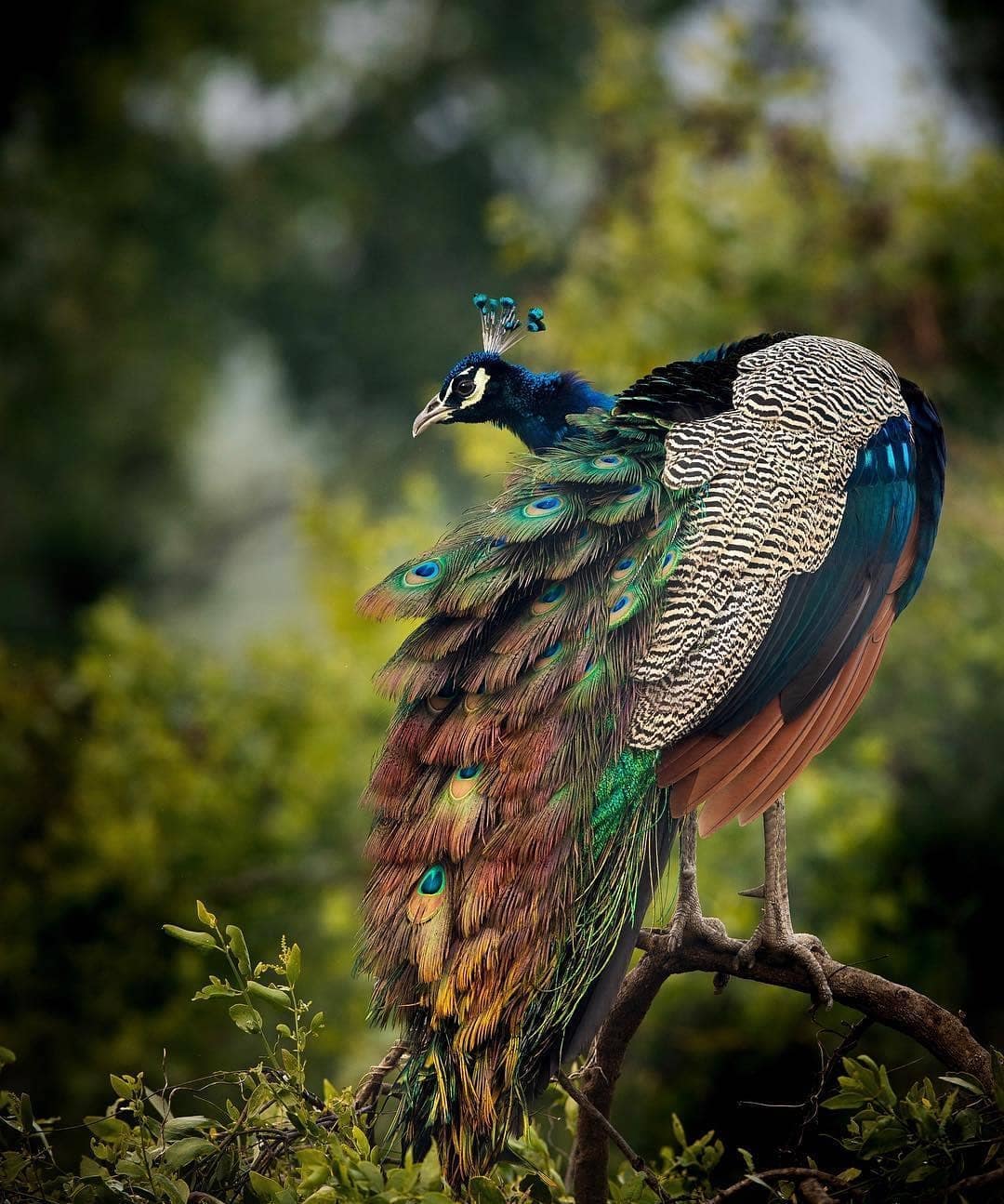 Bharatpur, Rajasthan: Nature-loving couples will enjoy the Keoladeo National Park, especially in February when migratory birds are plenty. Exploring the sanctuary on a tandem bicycle or a rickshaw ride is a charming, slow-paced way to spend a romantic Valentine’s Day morning.