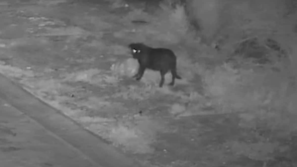 Man Trains Dog To Illegally Dump Rubbish To Dodge Cameras In Italy, Fined By Police