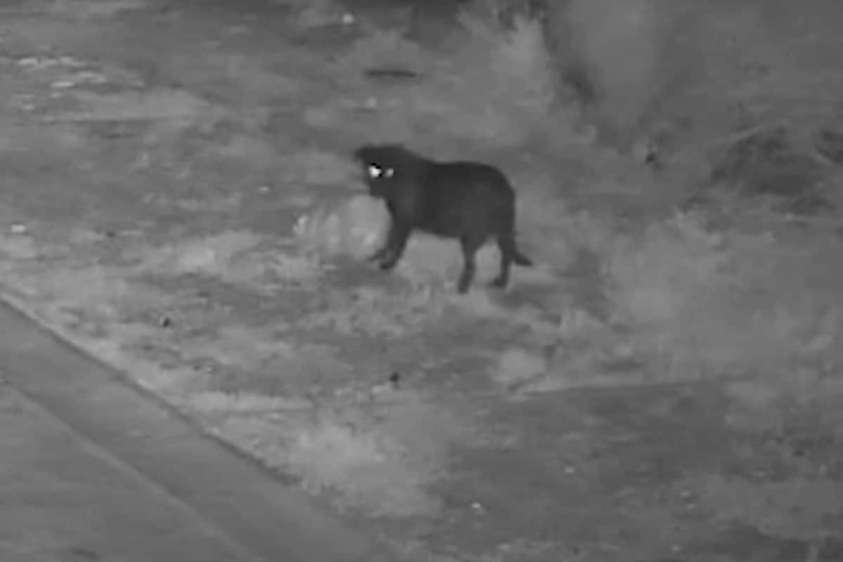 Man Trains Dog To Illegally Dump Rubbish To Dodge Cameras In Italy, Fined By Police