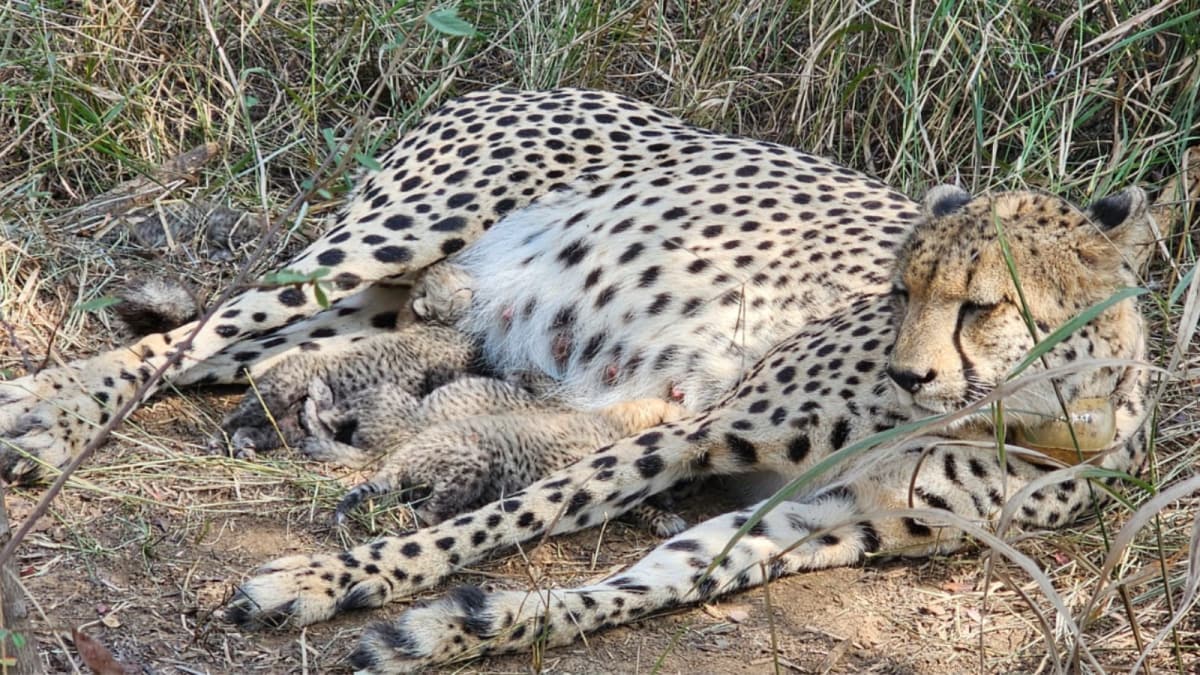 'A Roaring New Chapter': South African Cheetah Gives Birth To 3 Cubs At Kuno National Park | Video