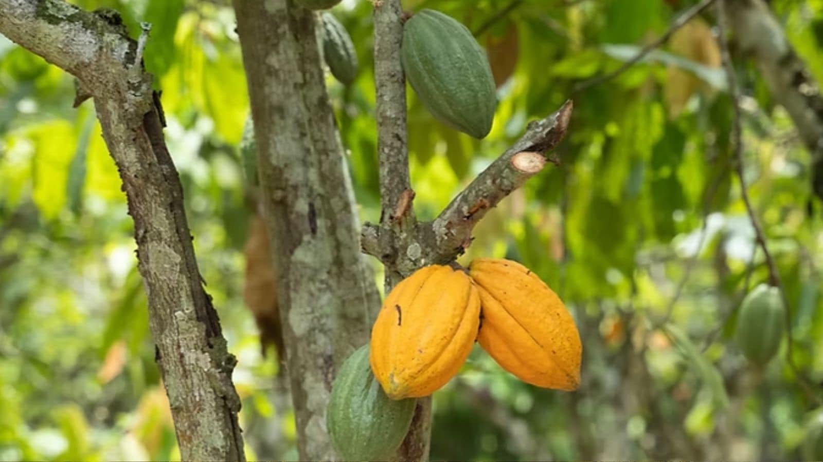 वित्त मंत्री ने काजू और कोको के लिए एक केंद्रित कार्यक्रम की भी घोषणा की। इस पहल के माध्यम से, उनका लक्ष्य कच्चे काजू और नारियल के उत्पादन और प्रसंस्करण में भारत को आत्मनिर्भर बनाना, निर्यात प्रतिस्पर्धात्मकता में सुधार करना और 2030 तक भारतीय काजू और कोको को विश्व स्तर पर मान्यता प्राप्त प्रीमियम ब्रांड बनाना है। 
