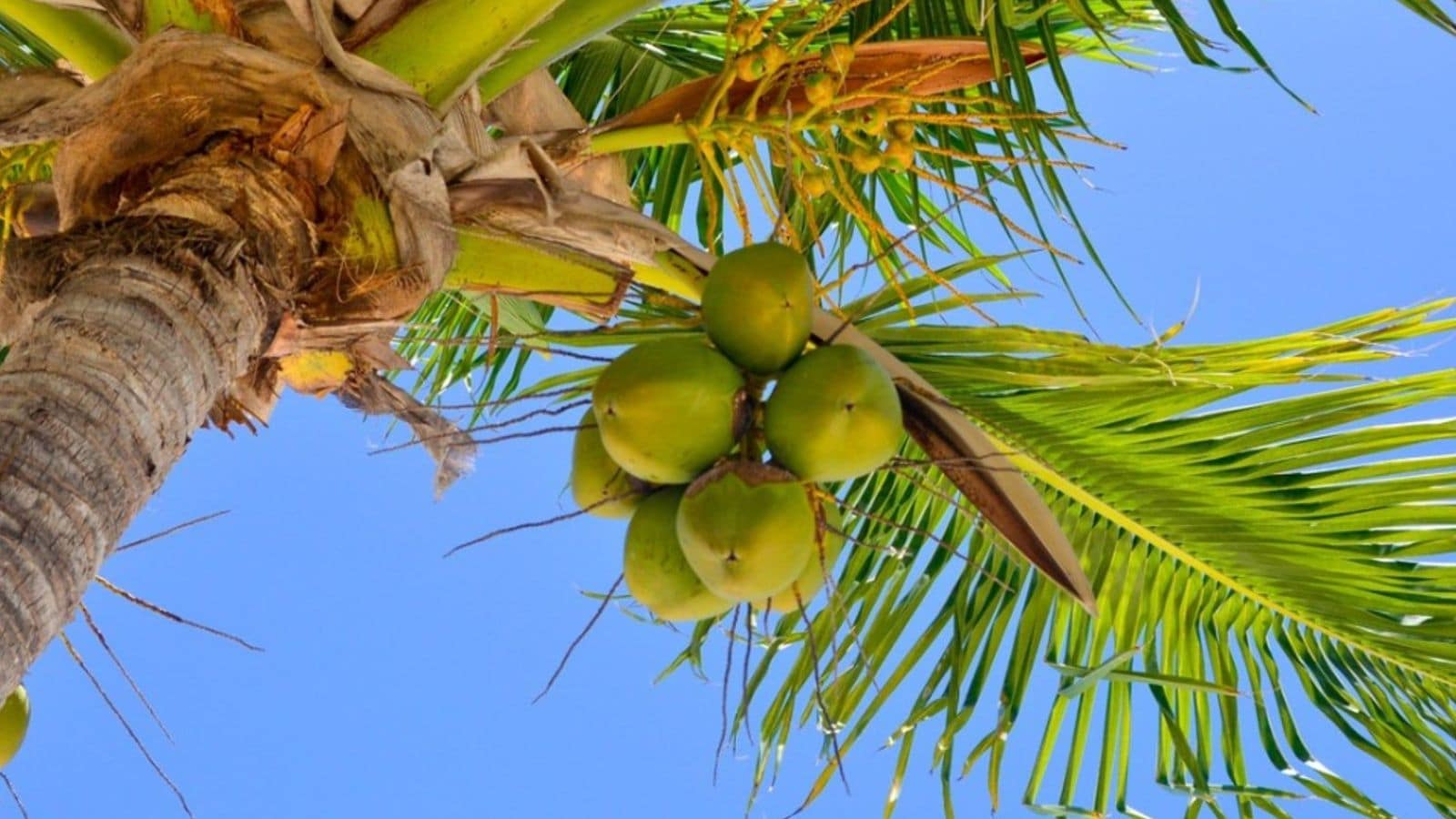 शीर्ष नारियल उत्पादक राज्य: कर्नाटक वर्तमान में 2024-25 में लगभग 6,151 मिलियन नट्स के साथ नारियल उत्पादन में अग्रणी है। इसके बाद 6,091 मिलियन नट्स के साथ तमिलनाडु का स्थान है। कुल मिलाकर, ये दोनों राज्य भारत के कुल उत्पादन का आधे से अधिक हिस्सा बनाते हैं। केरल, आंध्र प्रदेश और तेलंगाना का भी महत्वपूर्ण योगदान है। लेकिन निरंतर नीति समर्थन और प्रौद्योगिकी-संचालित खेती के कारण कर्नाटक केरल से आगे निकल गया है। 