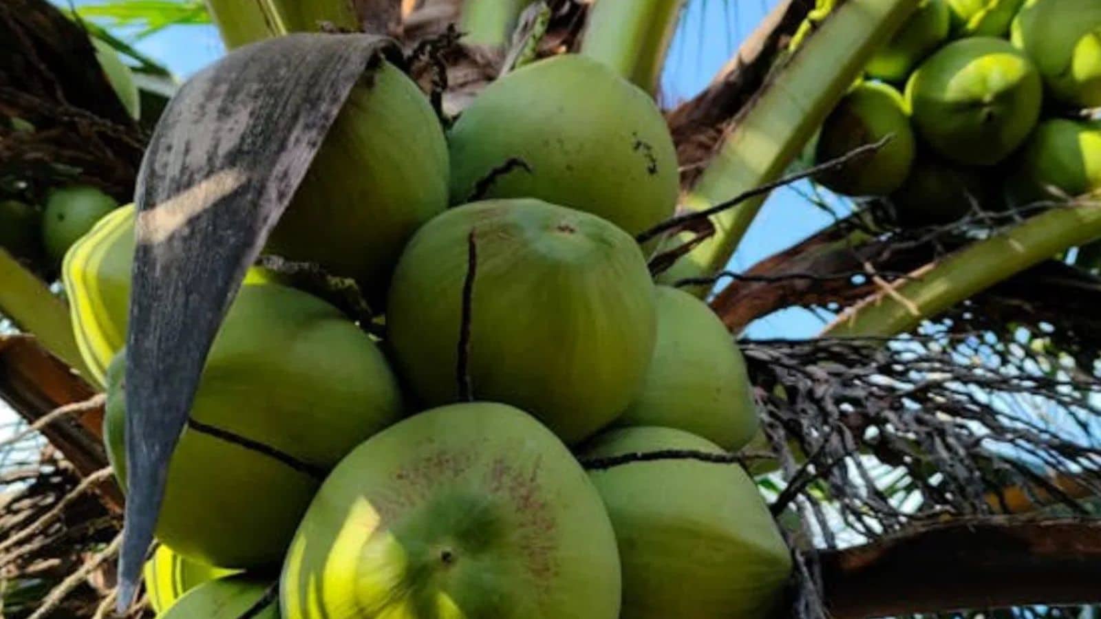 उत्पादकता और आजीविका पर प्रभाव: भारत की राष्ट्रीय नारियल उत्पादकता औसतन 9,687 और 9,871 नट प्रति हेक्टेयर के बीच है, जो इसे दुनिया में सबसे ज्यादा रखती है। दक्षिणी राज्य उत्पादन पर हावी हैं और नारियल अर्थव्यवस्था की रीढ़ हैं। यह क्षेत्र लगभग 12 मिलियन लोगों की आजीविका का समर्थन करता है और कॉयर, नारियल तेल और खाद्य प्रसंस्करण जैसे संबद्ध उद्योगों को ईंधन देता है। 