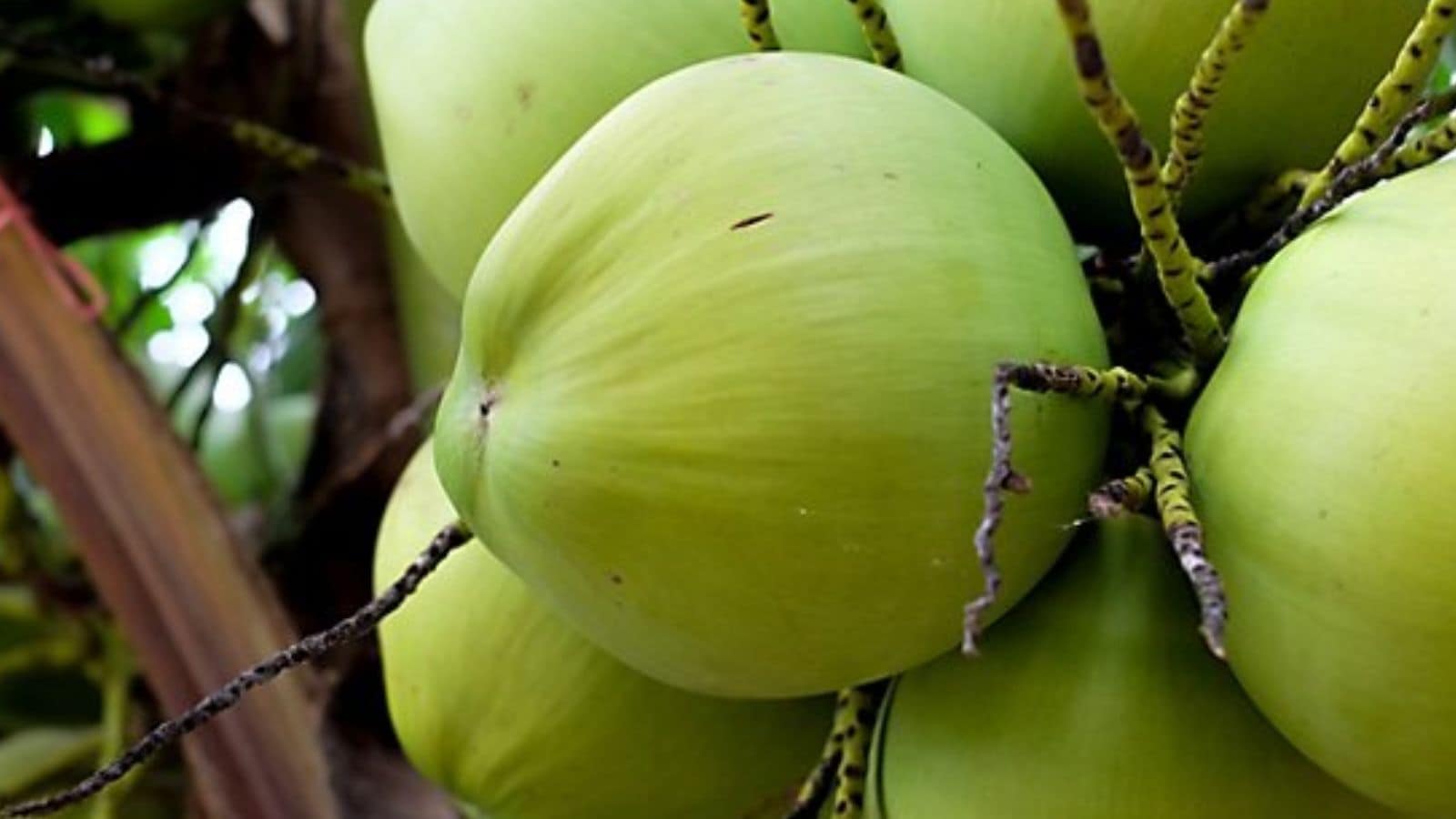 दक्षिण भारत में, नारियल एक सामयिक सामग्री के बजाय दैनिक भोजन है। केरल में इसका उपयोग बड़े पैमाने पर अवियल, मीन कुझाम्बू और एरिसेरी जैसे व्यंजनों में किया जाता है। तमिलनाडु, विशेष रूप से त्योहारों और मंदिर के भोजन के दौरान, थेंगई थुवैयाल, सब्जी कूटू और नारियल चावल की तैयारी के लिए नारियल पर निर्भर रहता है। तटीय क्षेत्रों में, नारियल की चटनी इडली, डोसा और वड़ा से अविभाज्य है, जिसका स्वाद सरसों, करी पत्ते और उड़द दाल से आता है। केमीन करी जैसे तटीय व्यंजन मसाले और समुद्री भोजन को संतुलित करने के लिए नारियल की ग्रेवी का उपयोग करते हैं। 