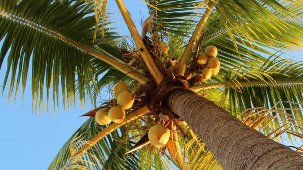 Why Sitharaman’s Betting Big On Coconuts In Budget 2026? Dive Into Magic Of South’s Curries & North’s Laddoo Crunch