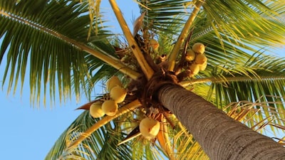 Karnataka currently leads coconut production in India. (Photo Credit: X)