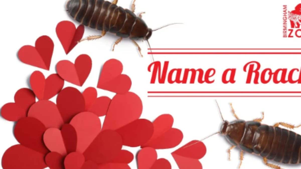 'Name Cockroach After Ex': These Zoos Offer Hilarious Valentine’s Day Gift For Scorned Lovers