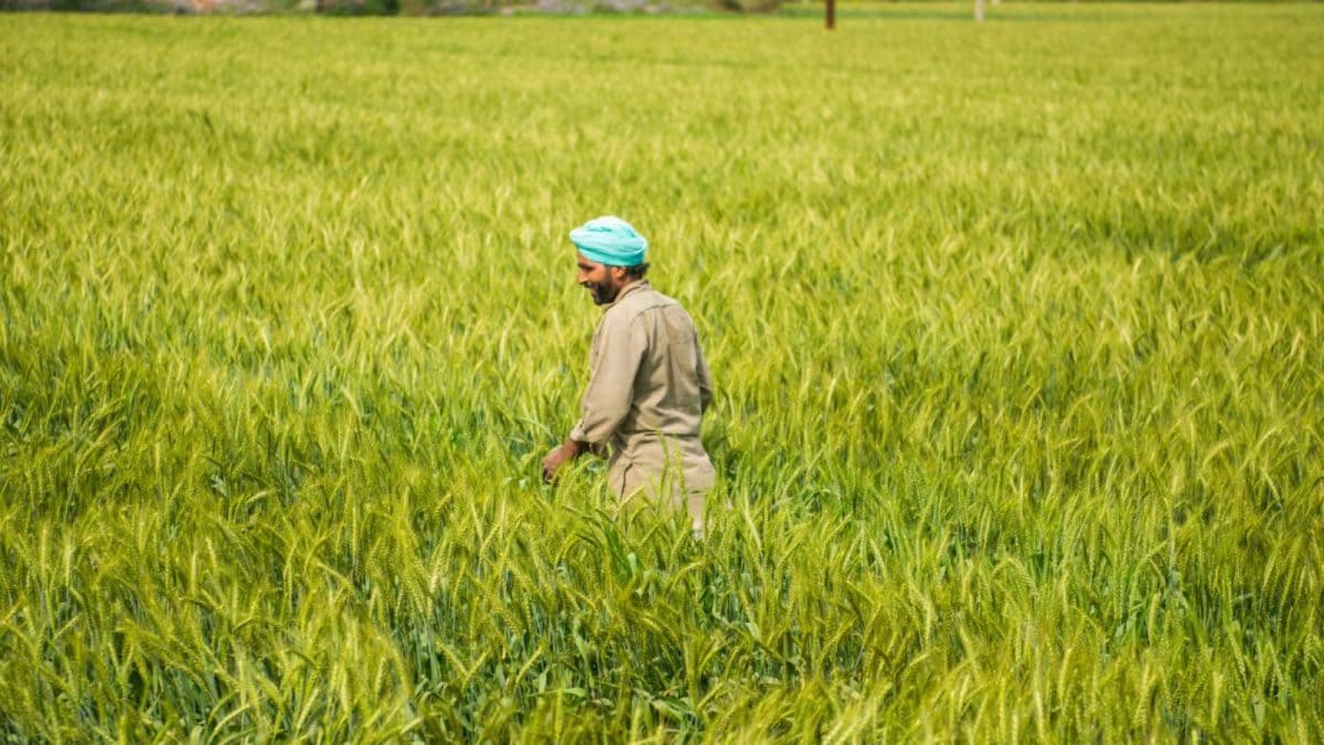 AI Boost For Farmers: Govt Set To Launch Bharat-VISTAAR To Transform Farm Support Tomorrow