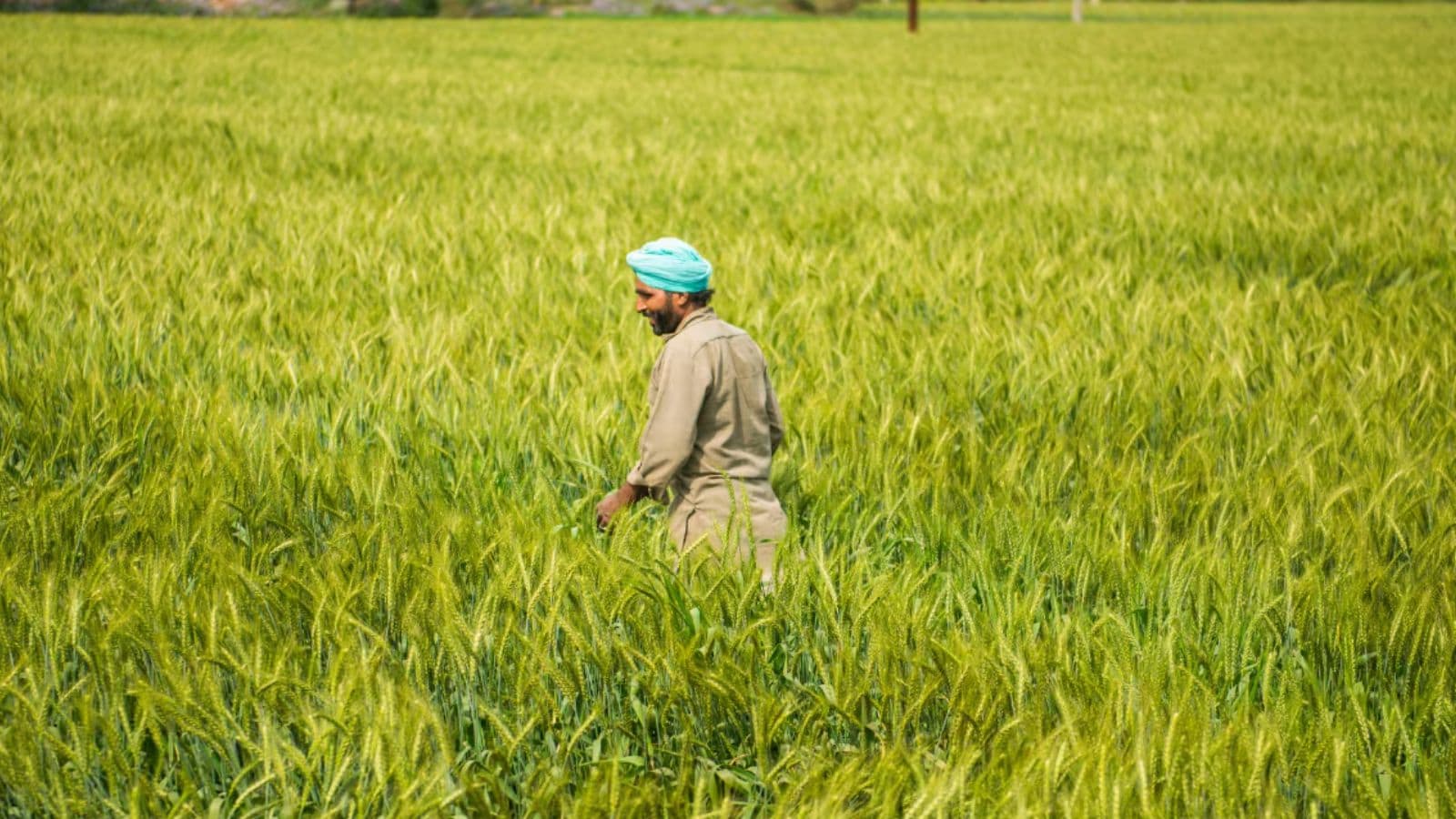Reportedly, farmers rarely relied on one signal in isolation. Instead, they cross-checked multiple indicators before deciding when to sow, treating farming decisions with the caution and discipline that uncertainty demanded. 