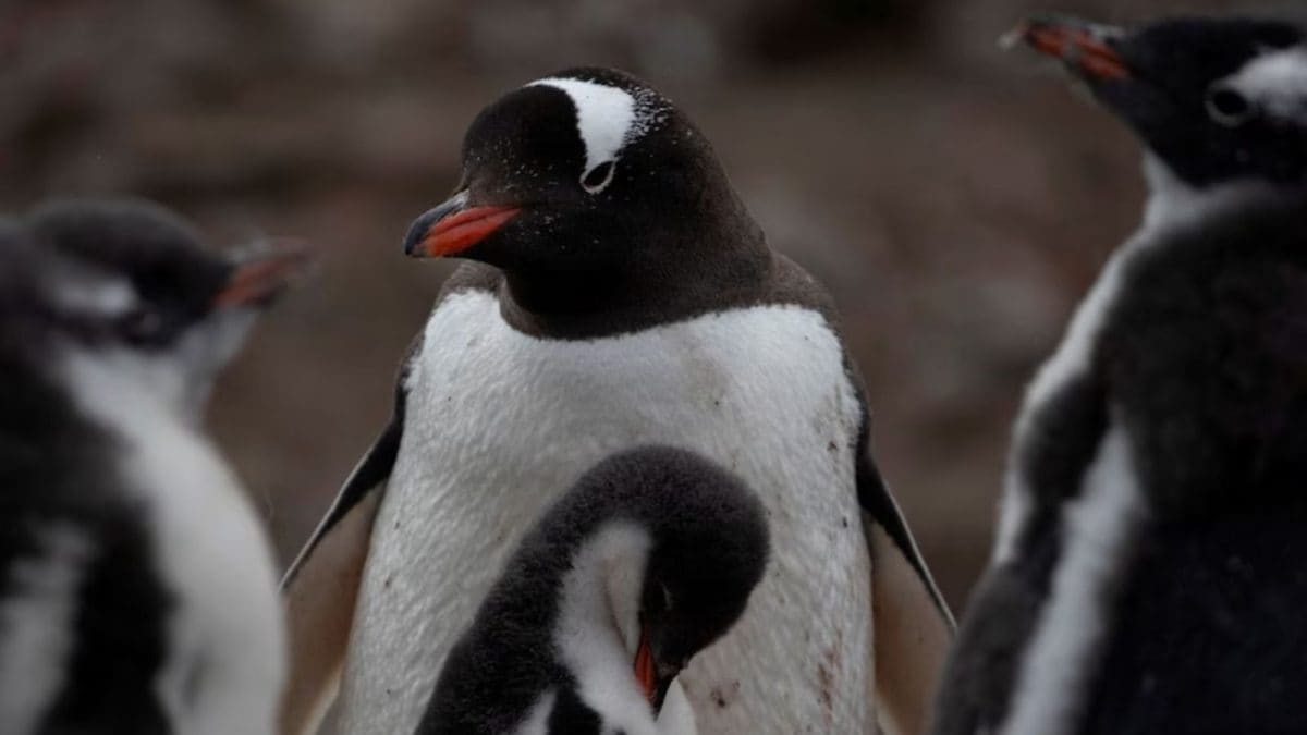 Thousands Of Penguins Are Dead In Argentina, Some Left Half-Eaten. Here's Why