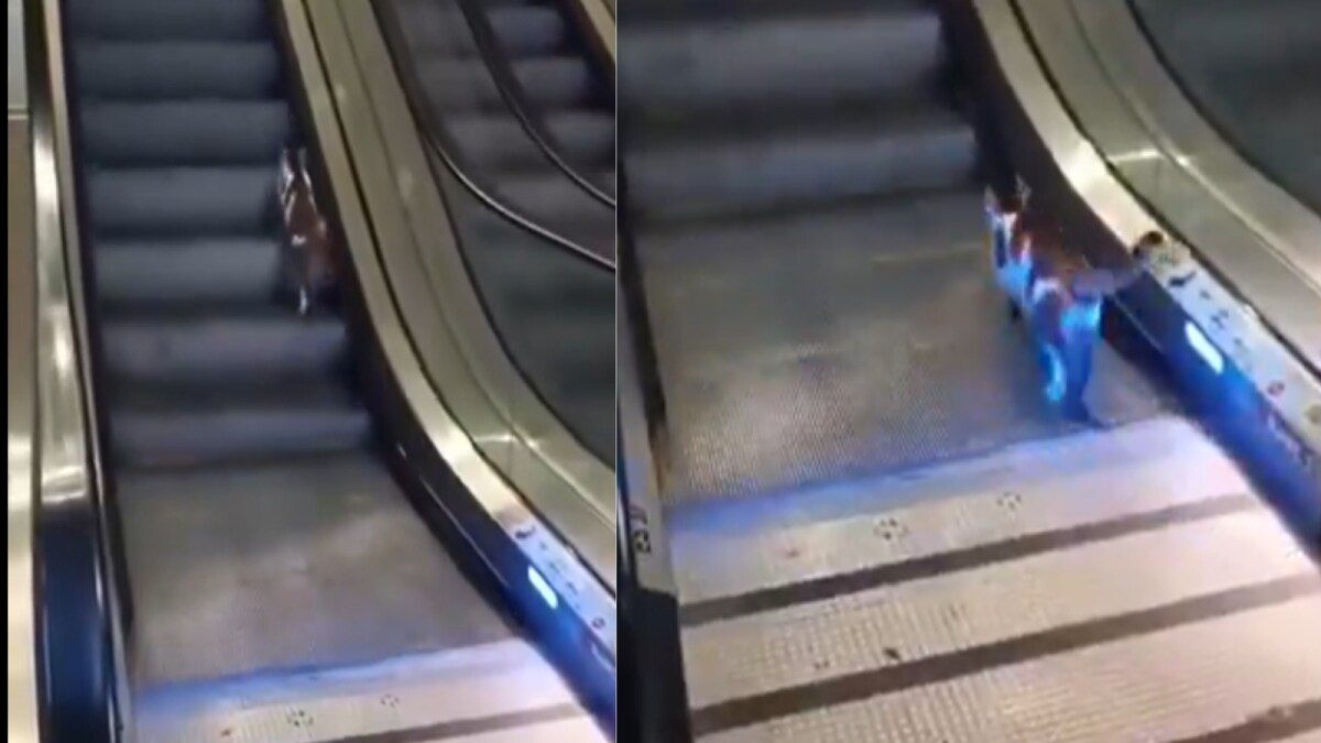 Cat Opens Door After Owner Forgets Keys: A Surprising Dis...