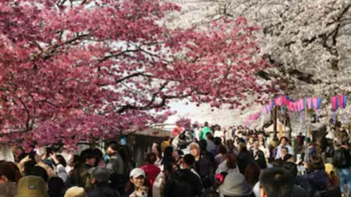 The Ultimate Japan Cherry Blossom Tour: Plan This Journey Ahead Of Peak Rush