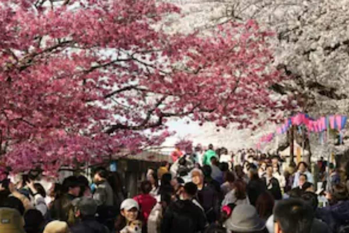 The Ultimate Japan Cherry Blossom Tour: Plan This Journey Ahead Of Peak Rush