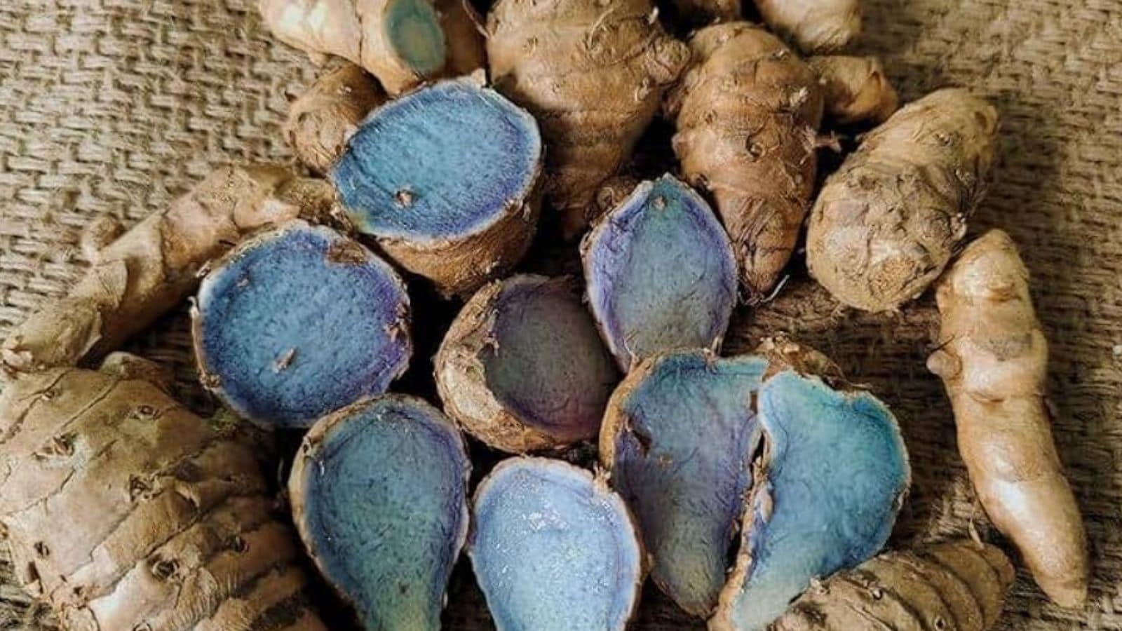 This 'OG' Kitchen Masala Is Used In Curries And Snacks: But Did You Know About Its Rare Indigo Cousin?