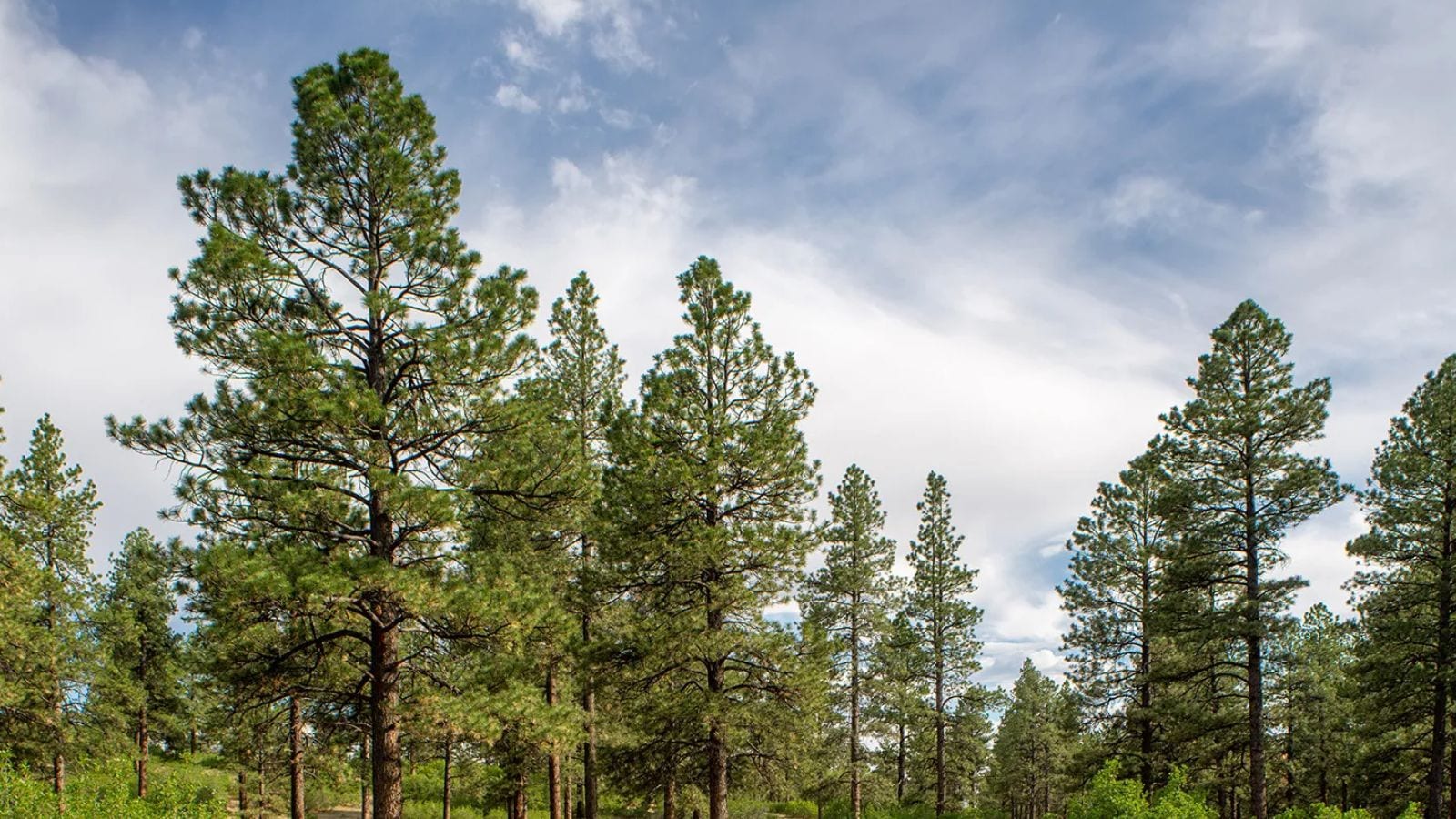 Reiterating its commitment to sustainable infrastructure development, the authority will plant different varieties of trees, shrubs, herbs, and grasses that are beneficial to pollinators. Unlike traditional decorative plantings, the new corridors will be designed to provide year-round nectar and pollen, ensuring sustained food sources for pollinators.