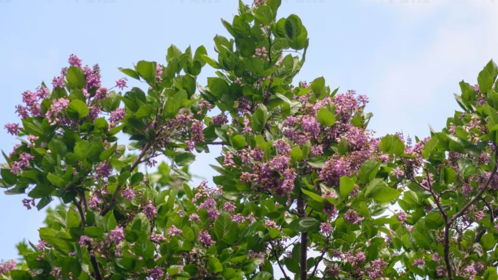 The selection of plant species will ensure staggered flowering across different seasons to maintain a continuous blooming cycle throughout the year. Native species of trees and plants, including Neem, Karanj, Bottle Brush, Jamun, Mahua, Palash, and Siris, will be planted along National Highways.