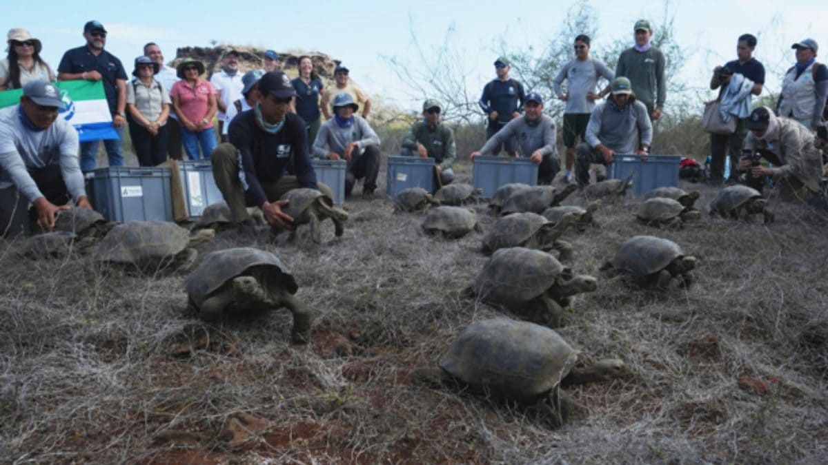 Galapagos Releases 158 Hybrid Giant Tortoises To Floreana Island To Restore Ecosystem