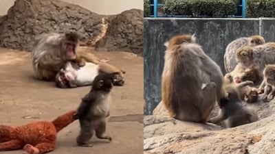 Punch was abandoned by its mother after birth. (Photo Credit: Instagram/annie_zzz_)