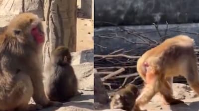 Punch was abandoned by its mother. (Photo Credit: X)