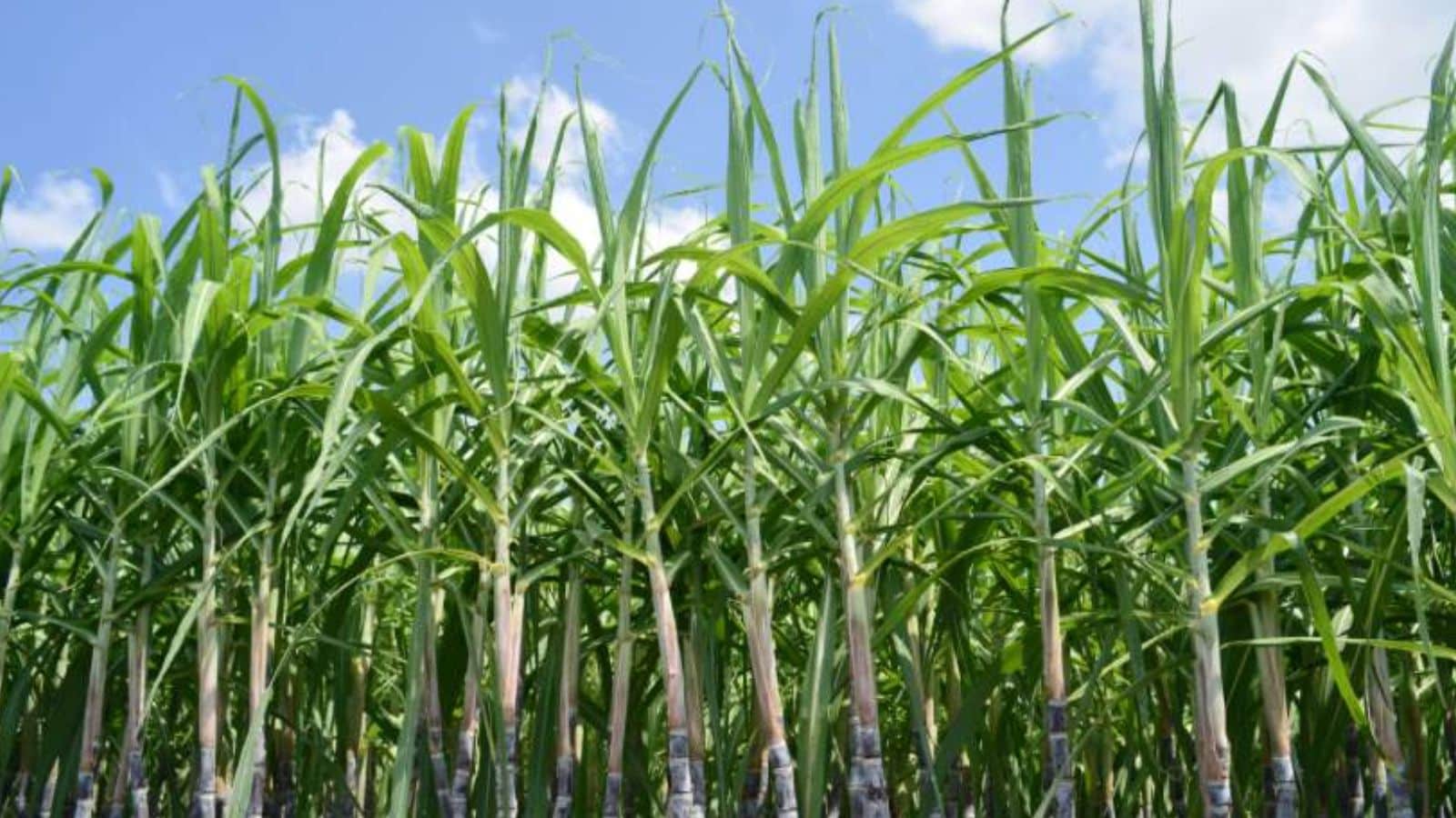 Through years of hybrid cross-breeding, she created a sugarcane variety that thrived in Indian soil and climate. Her efforts were slow but steady, combining careful experimentation and patience. The result transformed India’s sugar industry, turning the country into a major producer and exporter.