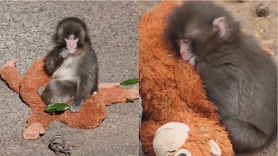 Viral Baby Monkey Punch, Who Slept With A 'Plush Toy' Orangutan, Finally Finds A Real Family