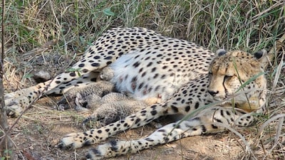 South African Cheetah ‘Gamini’ Welcomes Three Cubs At Kuno National Park: How To Visit And What To See Here