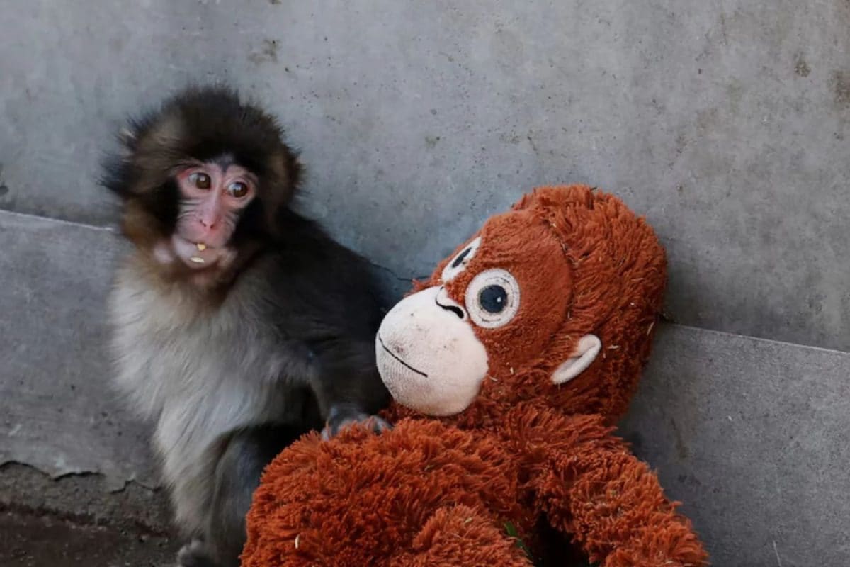 The Story Of Punch Got You Questioning? Here’s Why Mother Animals Abandon Their Babies