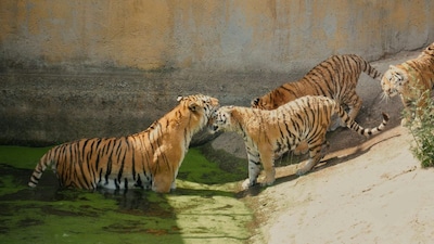 GK: Which State Is Called The Tiger State Of India?