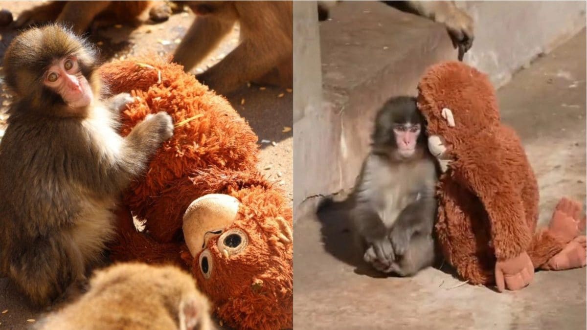 Hang In There Punch: Where To See Japan’s Viral Baby Monkey Who Won’t Let Go Of His Plush Toy