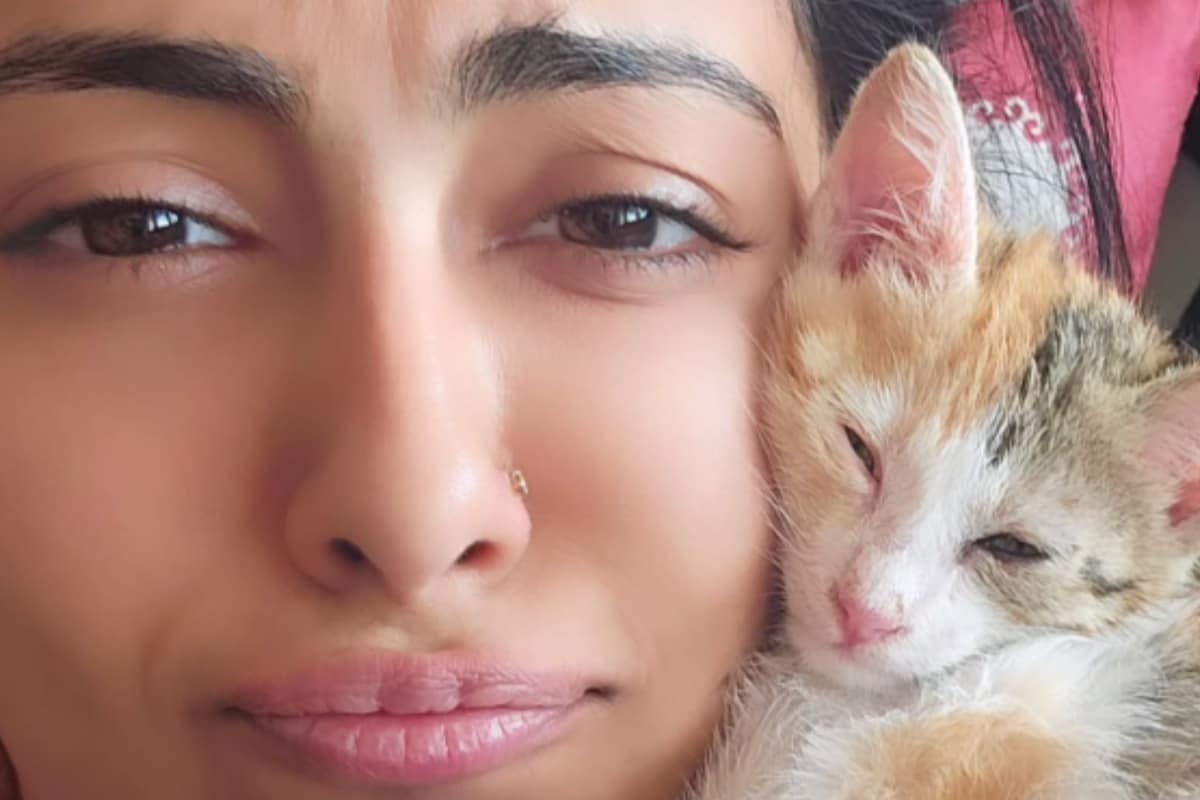 Are You Meeting Your Cat’s Nutritional Needs? Experts Explain The Essentials For A Healthy Feline Diet