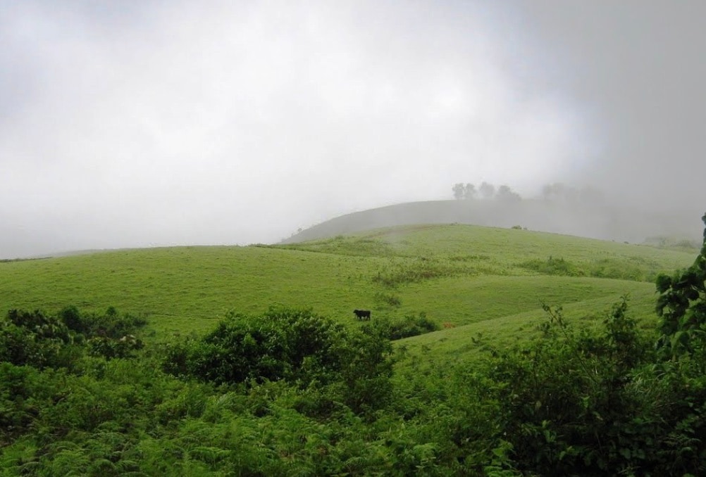 Vagamon, Idukki: Often called the "Scotland of Asia," Vagamon is a dreamy hill station characterized by rolling green meadows and pine forests. Its cool, misty climate and absence of commercial crowds make it perfect for paragliding, rock climbing, or simple, soul-stirring walks.