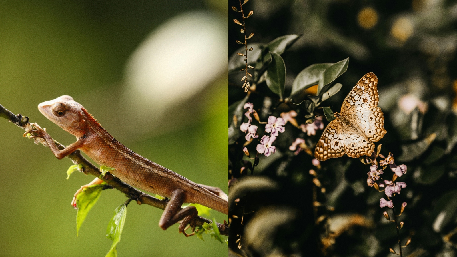Zoology and Botany: For students who love studying plants and animals, zoology and botany offer specialized career paths. Zoologists work in wildlife conservation, research, and education, while botanists focus on plant biology, agriculture, and pharmaceuticals. These fields provide opportunities to work outdoors, conduct research, and contribute to biodiversity preservation.
