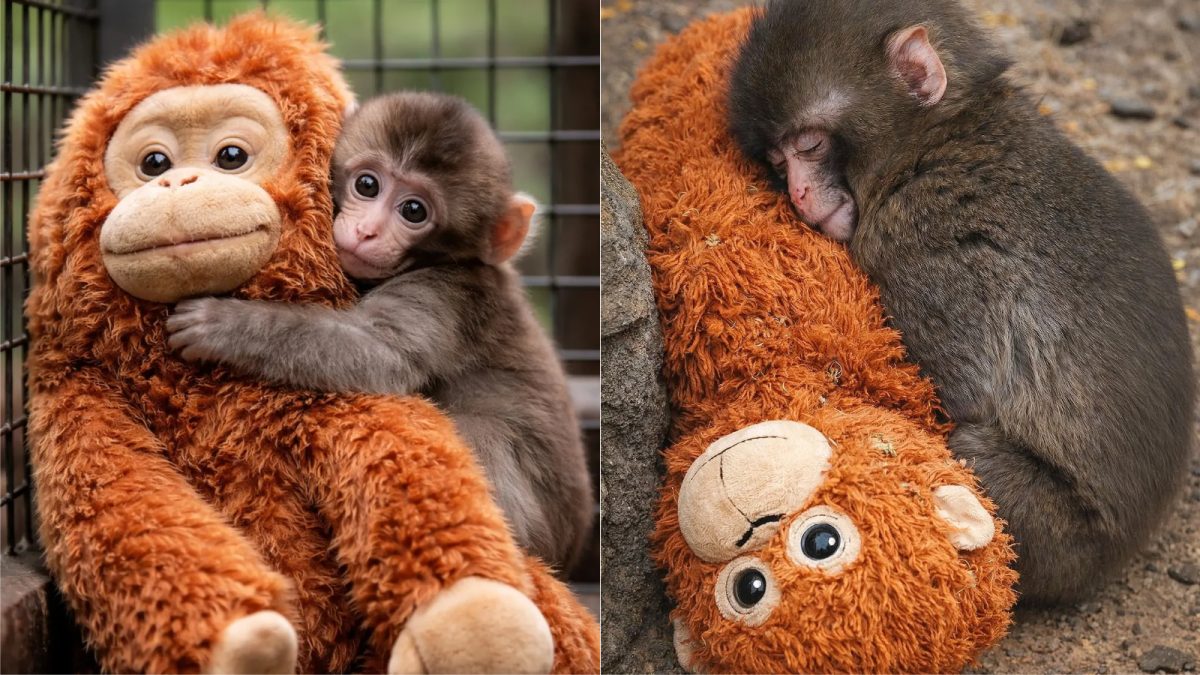 Baby Monkey Punch&rsquo;s Plush Toy Is Viral &ndash; Resale Price Is More Than 30K