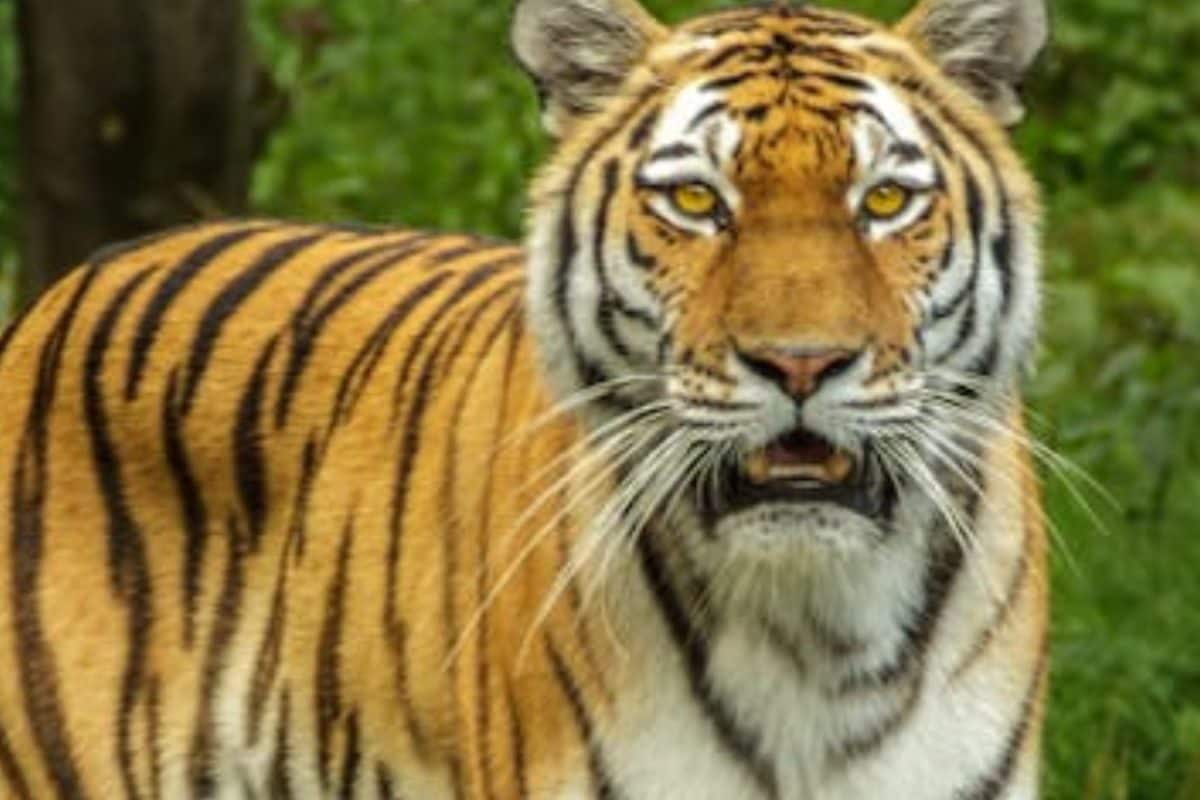 Roaming Tiger In Andhra Villages Sparks Panic, Raises Concerns Over Human-Wildlife Conflict