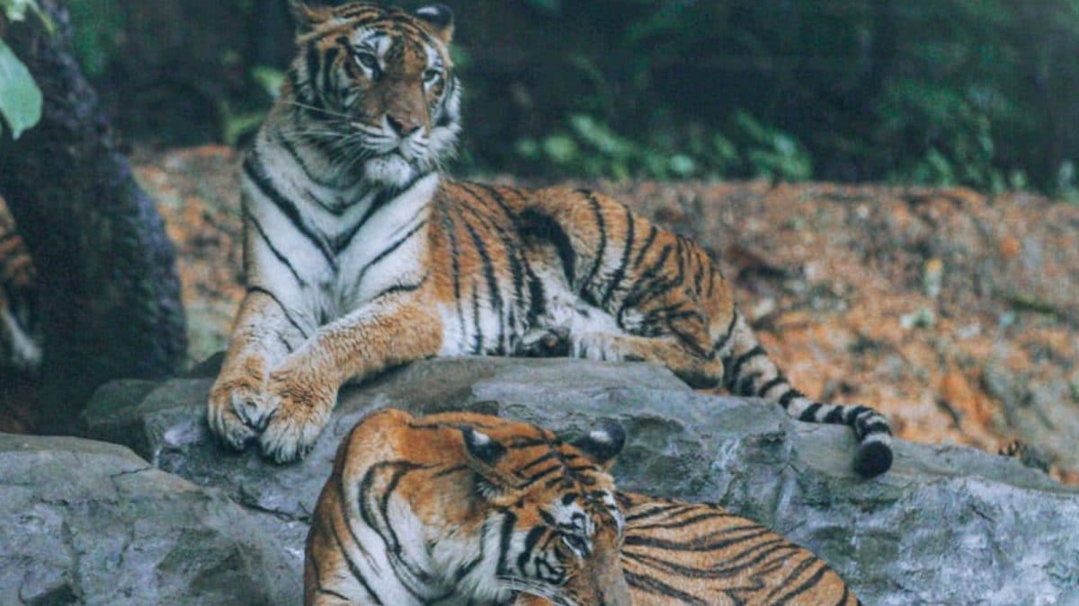 72 Tigers Dead At Thailand Tourist Park: What Is FPV, Suspected To Be Behind These Feline Deaths?
