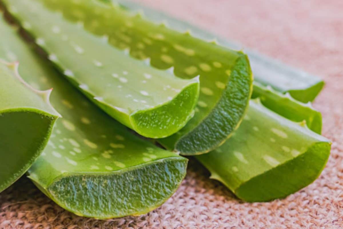 5 NASA-Recommended Plants For Better Indoor Air Quality