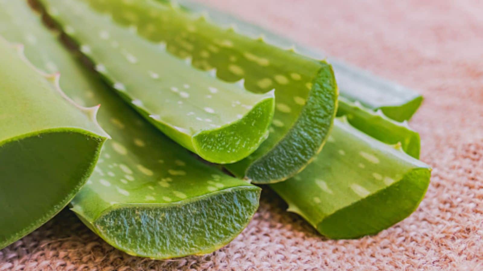 Can Aloe Vera Really Fight Alzheimer's? What New Science Reveals, And What  It Doesn't | Explainers News - News18