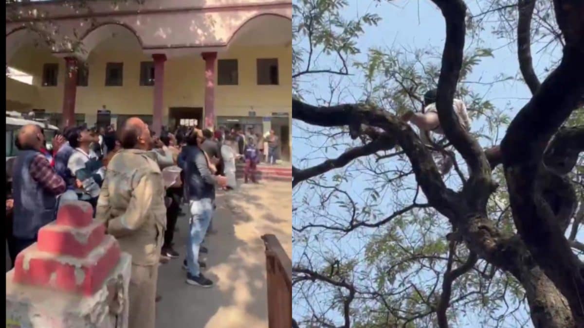 Tangled In Kite String For 24 Hours, Bird Rescued After Daring Tree Climb In UP’s Lakhimpur | Watch