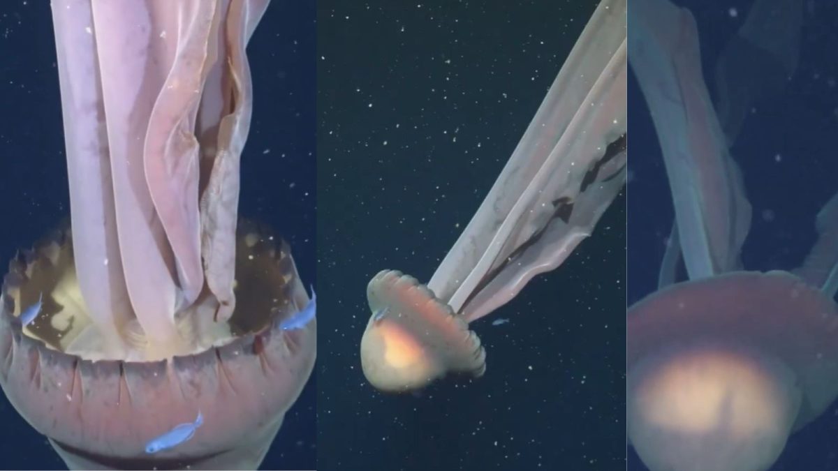 'Bus-Sized' Rare Jellyfish Discovered By Scientists In Argentina | Video