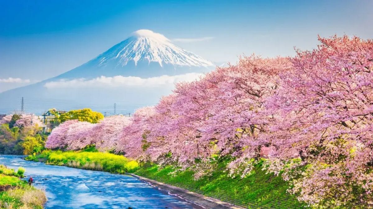 Japan Visa For Indians: Documents, Fees & First Timer’s Guide To Cherry Blossom Season